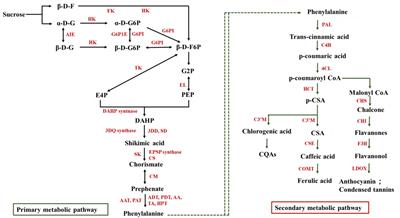 Frontiers | Biosynthesis Of Phenolic Compounds And Antioxidant Activity ...